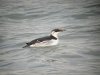 Guillemot at Southend Pier (Steve Arlow) (68082 bytes)